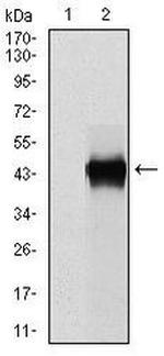 PAI1 Antibody in Western Blot (WB)