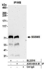 SGSM3 Antibody in Western Blot (WB)