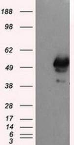 SHC1 Antibody in Western Blot (WB)