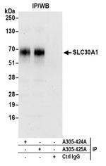 SLC30A1/ZNT1 Antibody in Western Blot (WB)