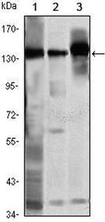 SMC1 Antibody in Western Blot (WB)