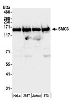 SMC3 Antibody in Western Blot (WB)