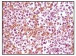 alpha Synuclein Antibody in Immunohistochemistry (Paraffin) (IHC (P))