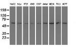 SNTA1 Antibody in Western Blot (WB)