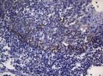 SNX10 Antibody in Immunohistochemistry (Paraffin) (IHC (P))