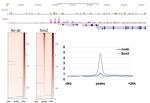 SOX2 Antibody in CUT&RUN (C&R)