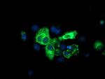 SPG7 Antibody in Immunocytochemistry (ICC/IF)