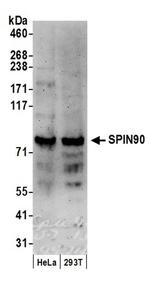 SPIN90 Antibody in Western Blot (WB)