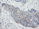 SPINT1 Antibody in Immunohistochemistry (Paraffin) (IHC (P))