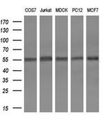 SPINT1 Antibody in Western Blot (WB)