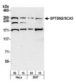 SPTBN2/SCA5 Antibody in Western Blot (WB)