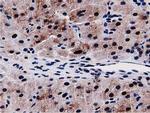 SQSTM1 Antibody in Immunohistochemistry (Paraffin) (IHC (P))