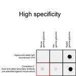 Human IgG/Rabbit IgG VHH Secondary Antibody in Immunocytochemistry (ICC/IF)