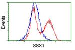 SSX1 Antibody in Flow Cytometry (Flow)