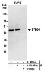 STBD1 Antibody in Western Blot (WB)