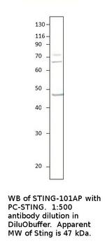 STING/TMEM173 Antibody in Western Blot (WB)