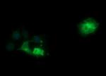 SYP Antibody in Immunocytochemistry (ICC/IF)