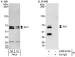 Sin1 Antibody in Western Blot (WB)