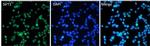 SIRT1 Antibody in Immunocytochemistry (ICC/IF)