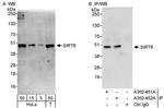 Sirt6 Antibody in Western Blot (WB)