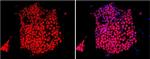 SOX2 Antibody in Immunocytochemistry (ICC/IF)