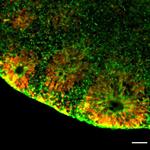 SOX2 Antibody in Immunohistochemistry (Frozen) (IHC (F))