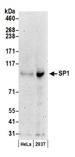 Sp1 Antibody in Western Blot (WB)