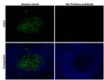 TIGIT Antibody in Immunohistochemistry (Paraffin) (IHC (P))