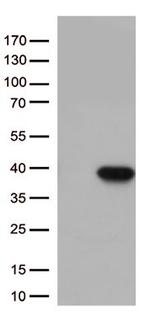 CASP3 Antibody in Western Blot (WB)