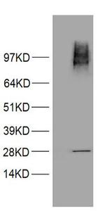 PMS2 Antibody in Western Blot (WB)