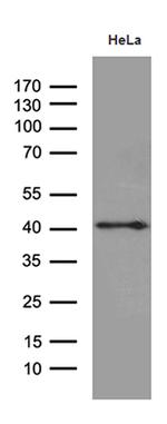 TAF1A Antibody in Western Blot (WB)