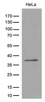 TAF1A Antibody in Western Blot (WB)