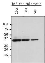 TAP Tag Antibody in Western Blot (WB)