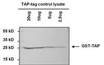 TAP Tag Antibody in Western Blot (WB)