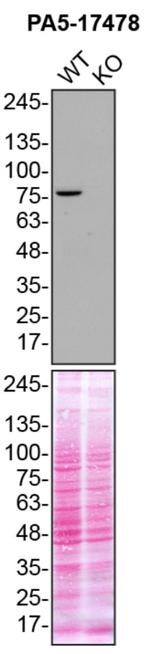 TBK1 Antibody