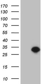 TCEANC2 Antibody in Western Blot (WB)