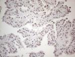 TDG Antibody in Immunohistochemistry (Paraffin) (IHC (P))