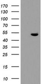 TDO2 Antibody in Western Blot (WB)