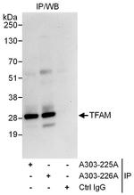 TFAM Antibody in Immunoprecipitation (IP)