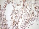 TFPI Antibody in Immunohistochemistry (Paraffin) (IHC (P))