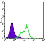 THAP11 Antibody in Flow Cytometry (Flow)