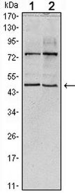 THAP11 Antibody in Western Blot (WB)