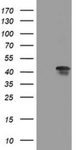 TIA1 Antibody in Western Blot (WB)
