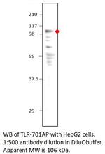 TLR7 Antibody in Western Blot (WB)