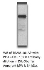 TICAM2 Antibody in Western Blot (WB)