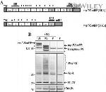 Ubiquilin 2 Antibody in Western Blot (WB)