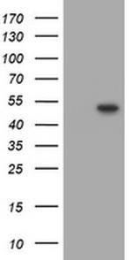 TRMU Antibody in Western Blot (WB)