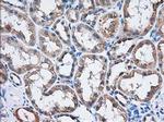 TTC32 Antibody in Immunohistochemistry (Paraffin) (IHC (P))