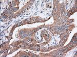 TTC32 Antibody in Immunohistochemistry (Paraffin) (IHC (P))