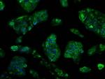 TTLL12 Antibody in Immunocytochemistry (ICC/IF)